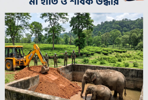 কুমারগ্রাম চা-বাগানের সেচের জলাশয়ে মা হাতি ও শাবক, দীর্ঘ অভিযানে উদ্ধার