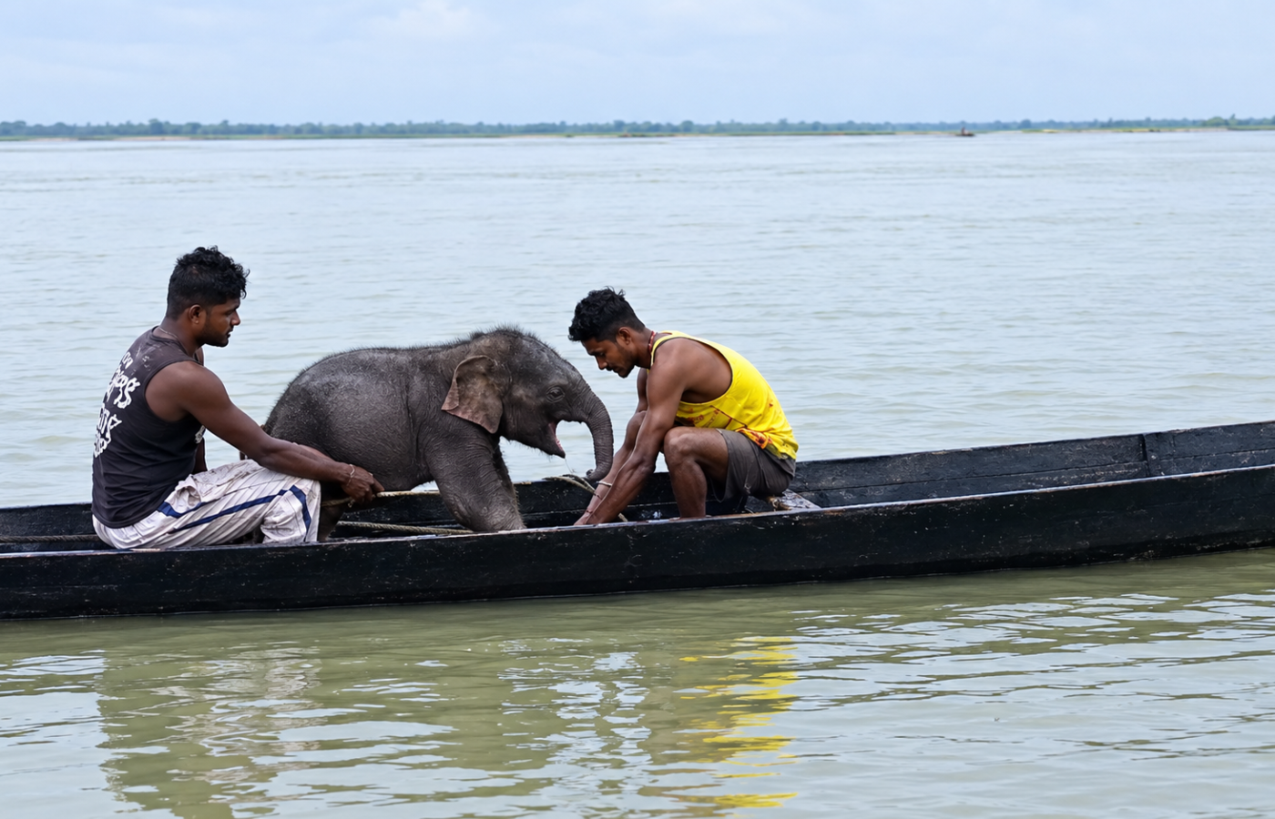 তিস্তার স্রোতে ভেসে যাওয়া হস্তীশাবক উদ্ধার, মায়ের কাছে ফিরল