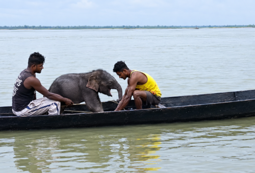 তিস্তার স্রোতে ভেসে যাওয়া হস্তীশাবক উদ্ধার, মায়ের কাছে ফিরল